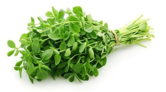 Fenugreek (Meathi)