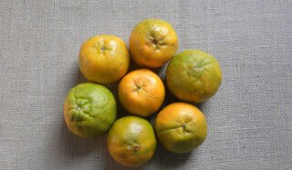 Nagpur Orange(Nagpuri Santra)